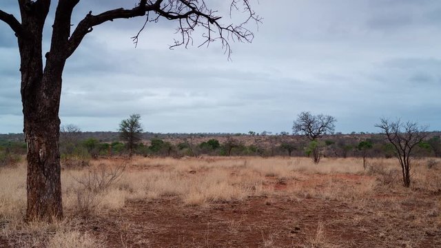 Slow tilt up timelapse with overcast rainy clouds in dry African bush at spring time with first green leaves sprouting.