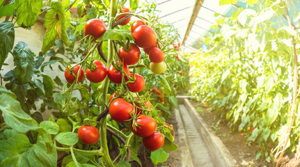 Fresh bunch of red ripe and unripe natural tomatoes growing on a branch in homemade greenhouse....