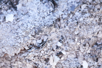 the Gray ash background. the texture