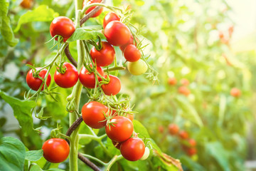 Fresh bunch of red ripe and unripe natural tomatoes growing on a branch in homemade greenhouse. Blurry background and copy space for your advertising text message