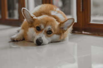 Adorable corgi dog laying on the floor with noise and grains film.