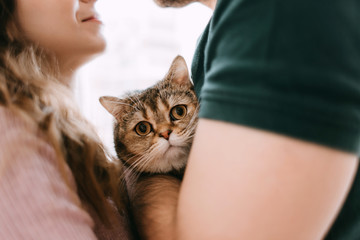Cat in the arms of a woman and a man. Homely atmosphere. Close-up