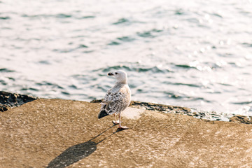 Seagull on the seashore. Beautiful bird on a background of water