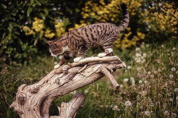 Chat