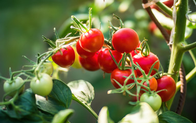Fresh bunch of red ripe and unripe natural tomatoes growing on a branch in homemade greenhouse. Blurry background and copy space for your advertising text message
