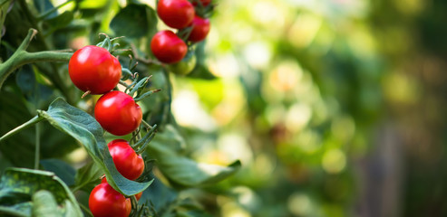 Obraz premium Fresh bunch of red ripe and unripe natural tomatoes growing on a branch in homemade greenhouse. Blurry background and copy space for your advertising text message