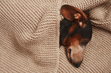 The Dachshund dog is lying under a knitted blanket