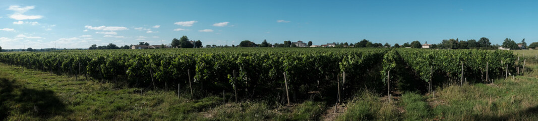 Fototapeta na wymiar Panoramic view of vineyards in Bourdeaux, France. 