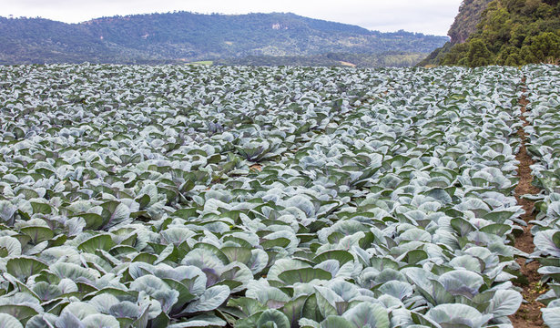 Paisagem rural com planta&ccedil;&atilde;o de repolho