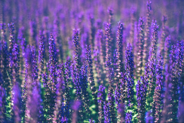 Selective focus. Close up of purple decorative sage flowers field. Beautiful summer garden violet floral bloom background. Salvia Bumbleberry, Woodland Sage. 