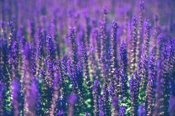 Peel and stick wall murals purple Selective focus. Close up of purple decorative sage flowers field. Beautiful summer garden violet floral bloom background. Salvia Bumbleberry, Woodland Sage. 