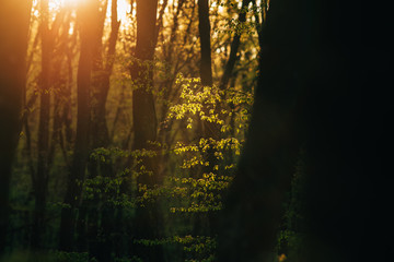 Beautiful forest trees blooming in spring at sunset with empty footpaths. . 