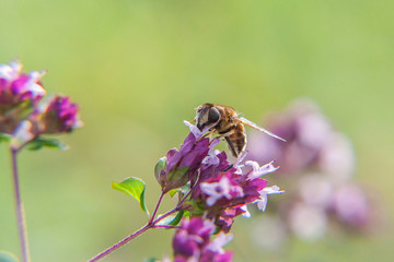 Honey bee covered with yellow pollen drink nectar, pollinating pink flower. Inspirational natural floral spring or summer blooming garden or park background. Life of insects. Macro close up.