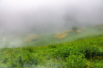 Green field with yellow flowers in the fog.