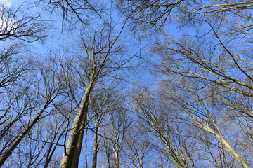 Blue sky and treetops in early spring