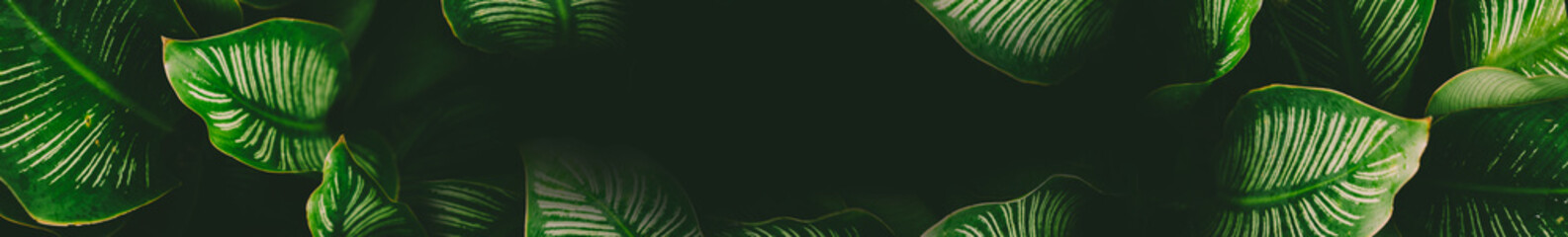 Main header banner of tropical plants with copy space