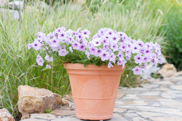 Petunia flowers in a clay pot in the garden