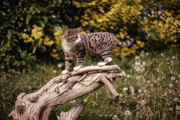 Chat