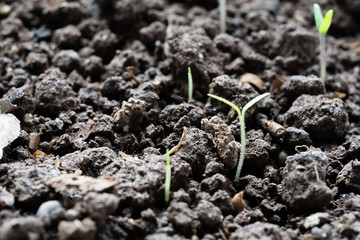 buds of tomato sown during the quarantine 