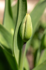 Unblown Bud of a Tulip