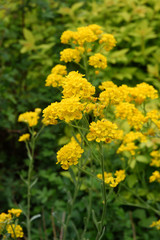 
Flowers in the spring garden