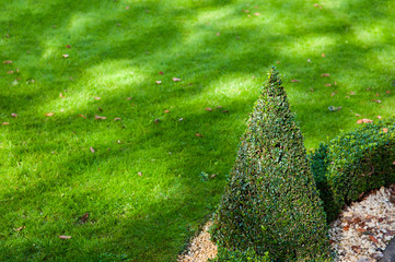 Closeup of geometric shape hedge