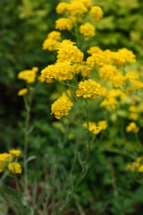 
Flowers in the spring garden