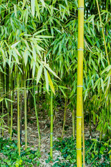 Detail of green bamboo forest taken in botanical garden in Basilej.