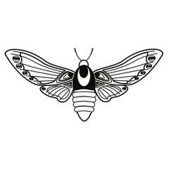 Butterfly Night Butterfly. Insects. Simple vector illustration.