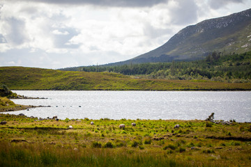 Ovejas pastando junto a lago en Irlanda