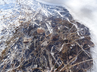Ice pattern on last year's leaves and grass