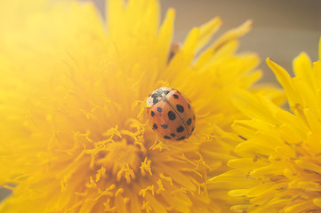 Red ladybug sitting on a bouquet of yellow dandelions.