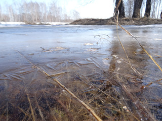 transparent ice on a puddle in the forest
