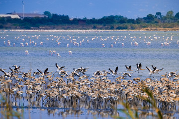 flock of flamingos in lake