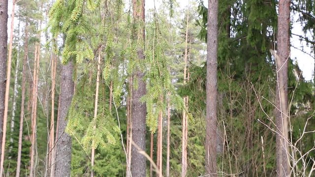 Video - Spring forest in sunny weather. Beautiful birdsong.
