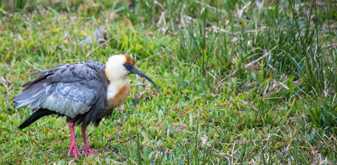 Curicaca no campo (Theristicus caudatus)