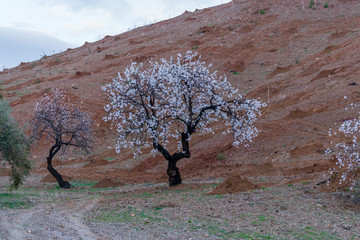 almond trees in bloom near Ugíjar