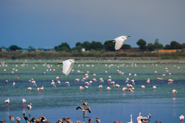 birds flying gazzette