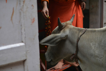 Postcard of an everyday moment in Varanasi, detail of a hand feeding flowers to a cow.