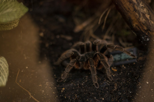 Exhibition of spiders and scorpions in Warsaw. Wystawa pająk&oacute;w i skorpion&oacute;w