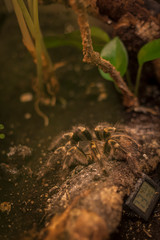 Exhibition of spiders and scorpions in Warsaw. Wystawa pająków i skorpionów