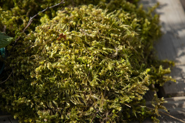 Fototapeta na wymiar A lot of bright green moss