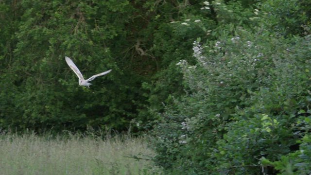 Barn owl (Tyto alba) flying above meadow, Compton Abbas, Dorset, UK
