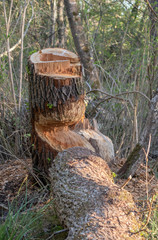 Biber Baumstamm angebissen Holz fällen nagen