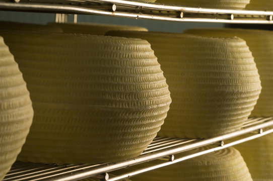 Forme di pecorino in stagionatura dentro un caseificio