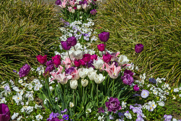 frühling am rheinufer bei bingen