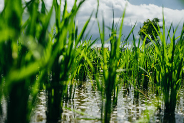 Obraz premium Close up of young green paddy rice field