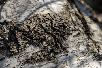grunge, ecological, weathered, wallpaper, spring, organic, surface, background, birch background, texture of wood, wilderness area, bark texture, russia, material, textured, bark background, outdoor, 