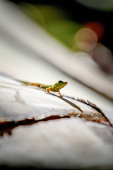 Gold Dust Day Gecko in Hawaii