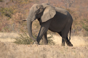 Fototapeta premium Elephant bull walking up gentle slope